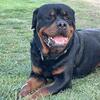 Purebred Rottweiler Puppies