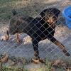 10 month old Rottweiler 