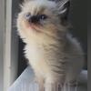 Ragdoll kitten 