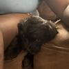ShihTzu Mixed With Poodle Pup