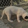Pit bull puppies