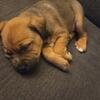 Pit/ bully puppy