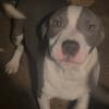 $300 Beautiful Blue Pit puppies negotiable price(832)4217331