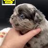 Fluffy Frenchie Puppies RTG males and females available!