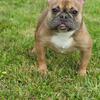 Tiny compact Female AKC French bulldog 2 1/2 