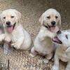 AKC Lab Pups