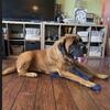 English Mastiff Female