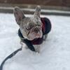 4 year French bulldog AKC 