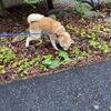 18 Month Old Japanese Akita