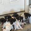 German Shorthaired Pointer Puppies $250