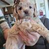 Mini Cockapoo puppies