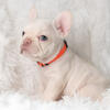 Akc french bulldog 