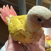Sun Cheek Conure