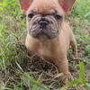 AKC French Bulldog Female Blossom
