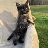CFA registered Maine Coons Kitten