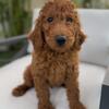 Red standard poodle 