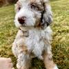 Australian Bernedoodle Puppies looking for new homes