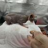 CFA registered Sphynx kitten