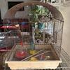 Bird cage