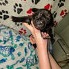 WORLD Champion Line Cane Corso puppies