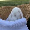 Holland Lop Bunny