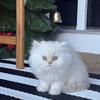 Gorgeous 9 week old White/ Champagne Persian Male