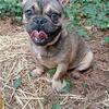 French bulldog 