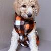 Standard Poodle Puppies, AKC