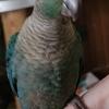 Turquoise Green Cheek Conures 