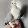 German Owl Pigeon SOLD