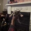 French Bulldog Puppies 