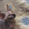 Sweet Sphynx girl looking for her forever home