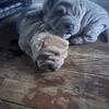 REHOMING 2 MALE SHAR PEI PUPPIES $250
