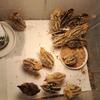 Quails