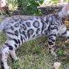 SILVER SPOTTED FEMALE BENGAL KITTEN