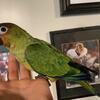 Handfed baby nansun conures 