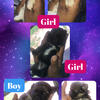 Imperial Shih Tzu Pups CKC registered 