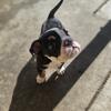 8 week old English Bulldog/Cane Corso mix