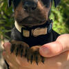 Doberman puppies come check us out 