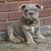 Akc lilac tri english bulldogs 