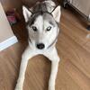 Pure bred Siberian Husky  