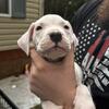 Dogo Argentino