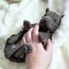 Thai Ridgeback Dog puppies for sale (FCI pedigree)