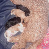Very Sweet Cavapoo puppies available 