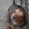 One Female Mini Dachshund  READY NOW  (PRICE REDUCED)