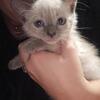 Siamese kittens! Long island NY