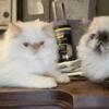 4 Cute Himalayan Kittens. 4 Months Old. Various Color Points.