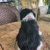 Miniature schnauzers puppies