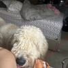 1 year old goldendoodle male