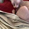 Male sphynx kitten 